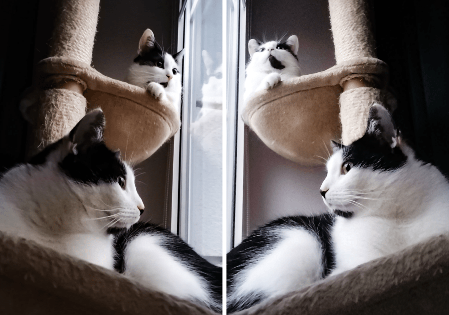huawei y61 smartfon kamera frontowa vs kamera główna koty kot 