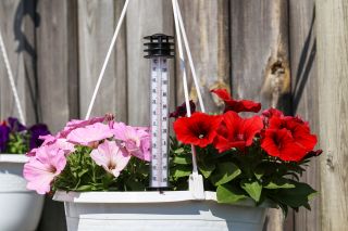 Termometr włożony w doniczkę z kwiatami