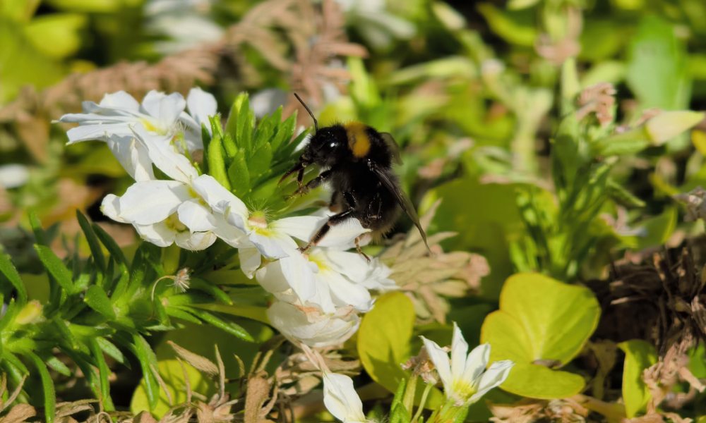 zbliżenie na bąka na białym kwiatku w donicy pełnej zielonych roślin