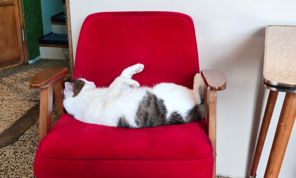 biały kot śpiący na czerwonym fotelu