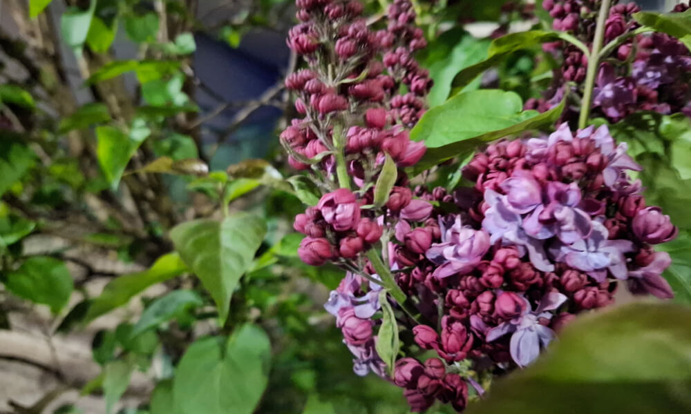 Galaxy A37 zdjęcie nocne detal