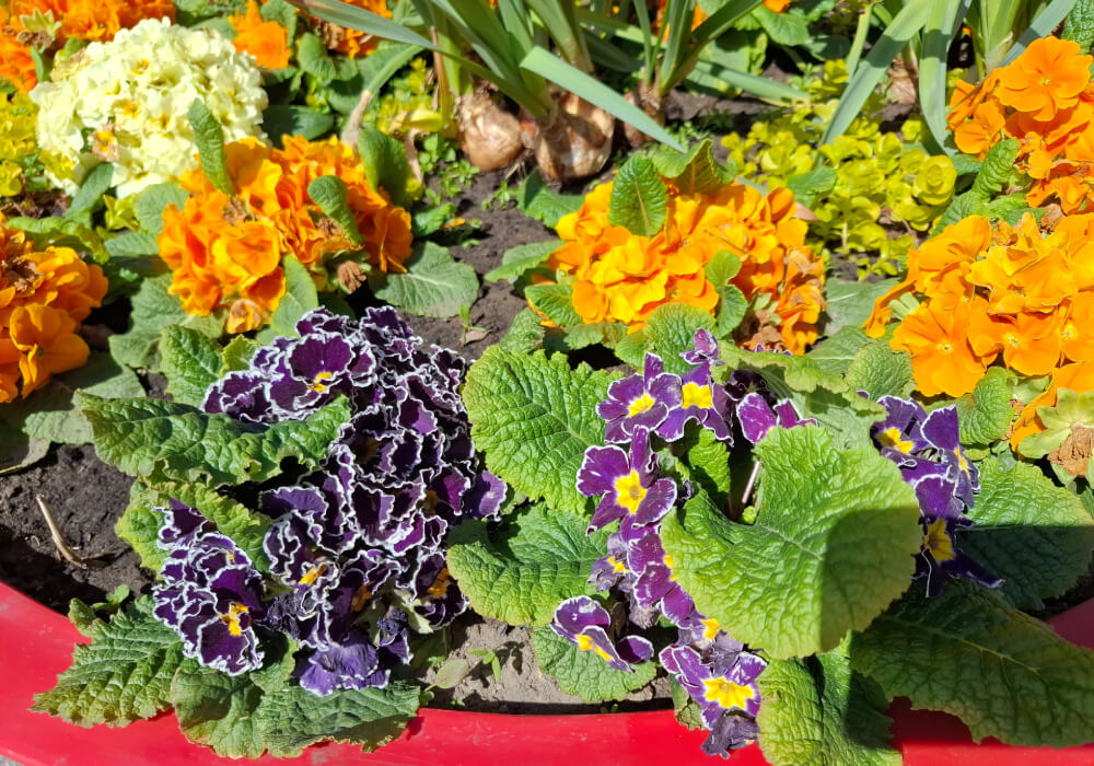 Galaxy A37 zdjęcia makro