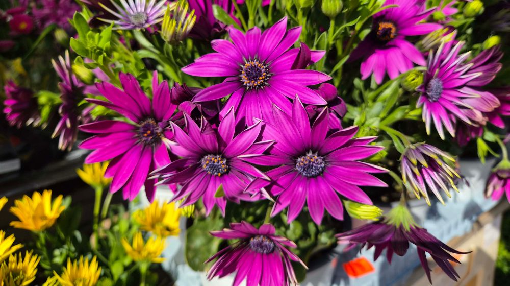 fioletowe kwiaty, wysoki kontrast i HDR