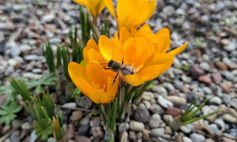 makro zbliżenie na pszczołę na ż&oacute;łtym kwiatku