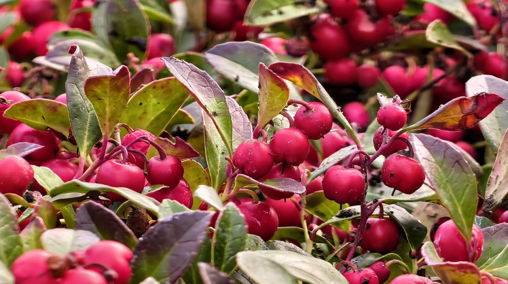 zbliżenie makro na czerwone owoce i kwiaty