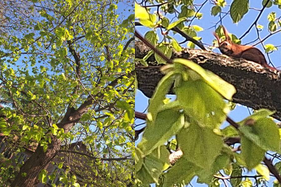 Gdy skierowałam obiektyw na biegnącą wiewiórkę, która była dość daleko, aparat sam ustawił na nią ostrość. Niestety, wspięła się wysoko na drzewo.