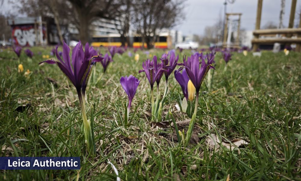krokusy, ciemne zdjęcie