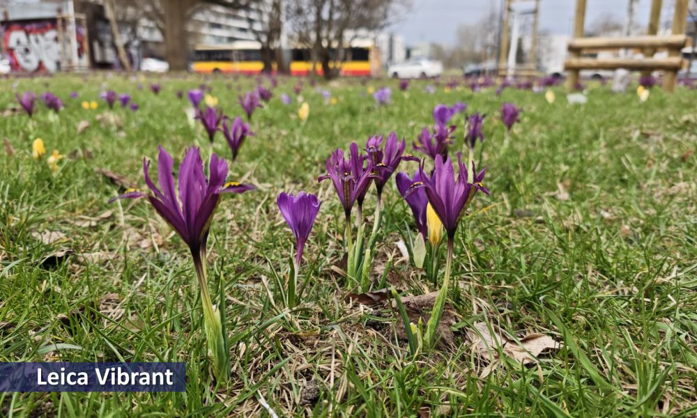 krokusy, jasne zdjęcie