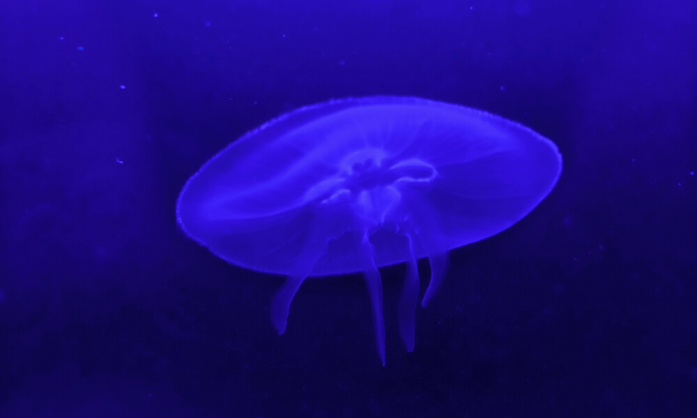Xiaomi 17T meduza