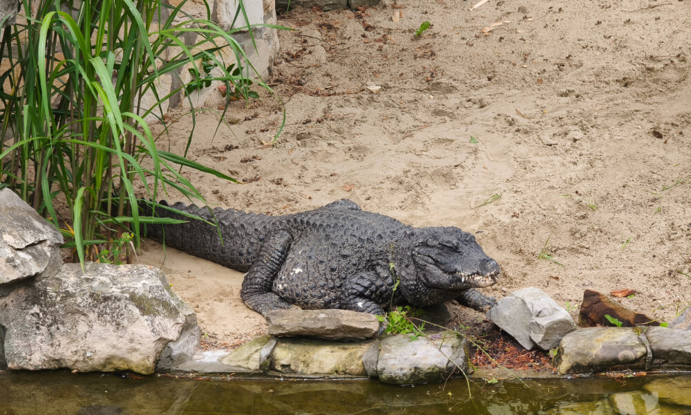 Xiaomi 17T aligator 10x
