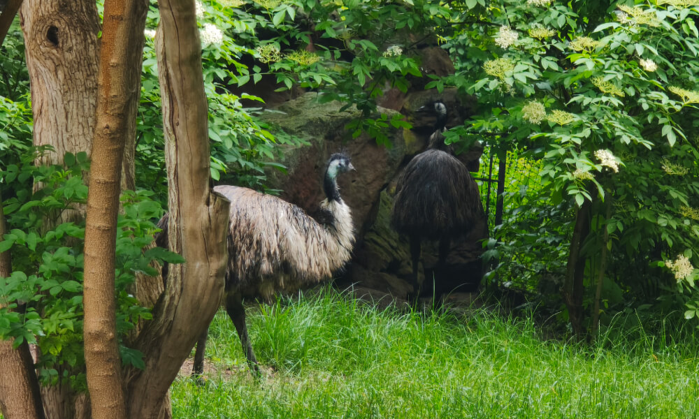 Xiaomi 17T emu
