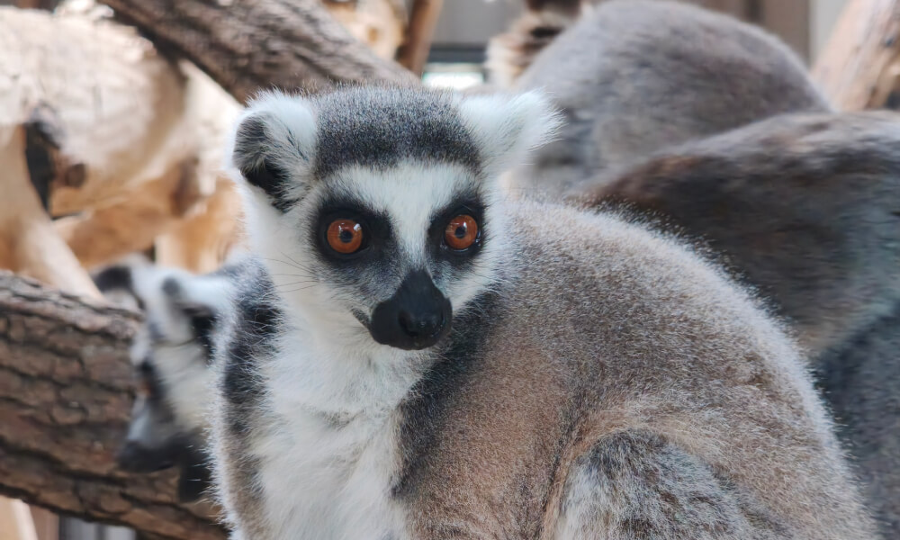 Xiaomi 17T lemur 5x