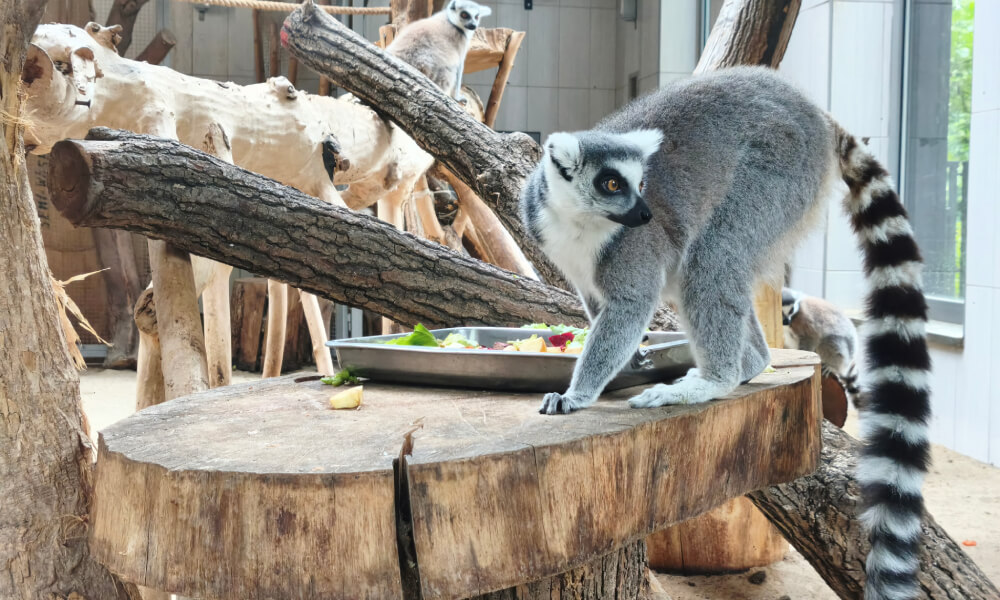 Xiaomi 17T lemur 