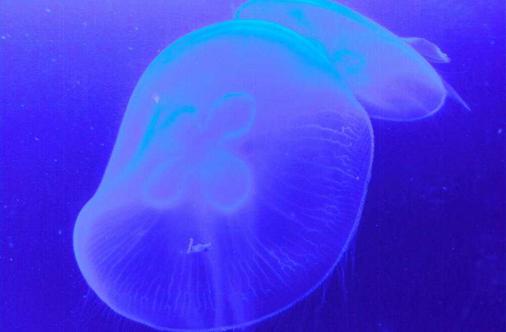Xiaomi 17T meduzy 2