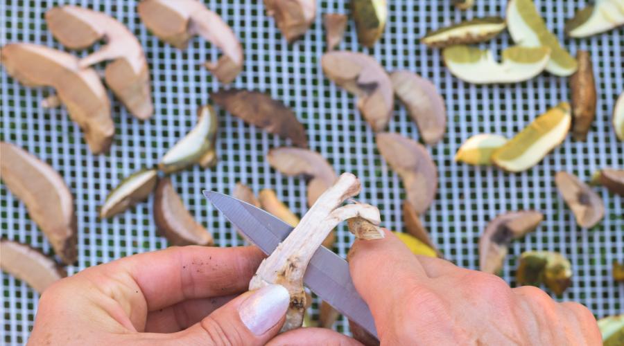 suszenie grzybów na siatce