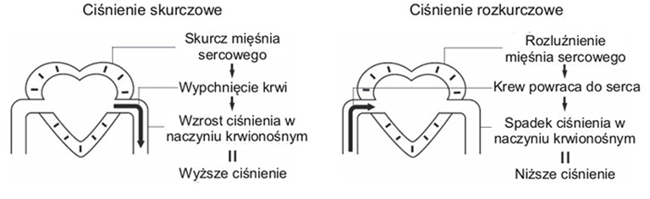 Cisnienie Tetnicze Krwi Co Warto O Nim Wiedziec Normy