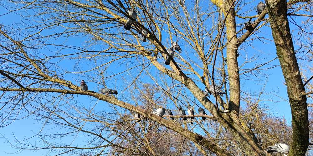 Zdjęcie gołębie siedzących na drzewie na tle nieba zrobione Redmi Note 15.