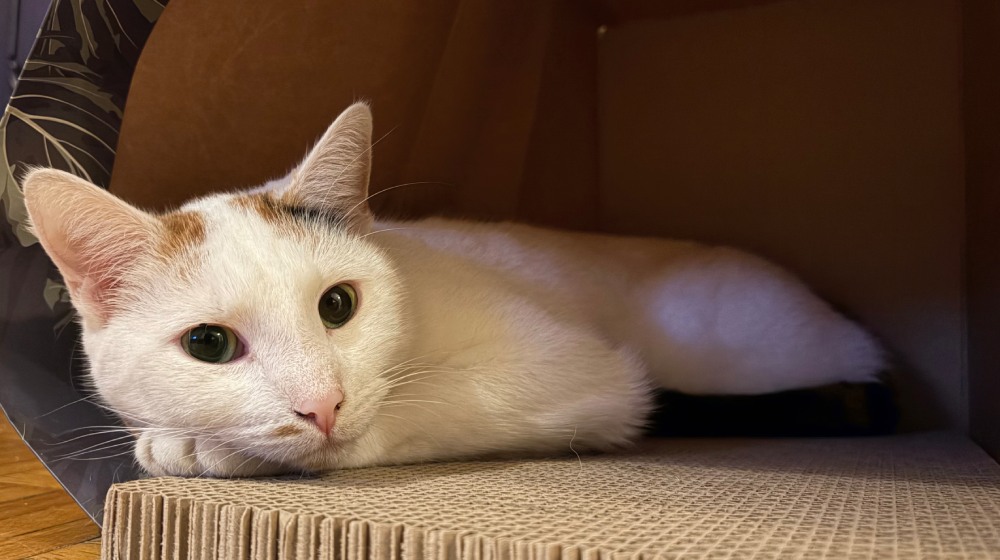 biały kot leżący na swojej łapie