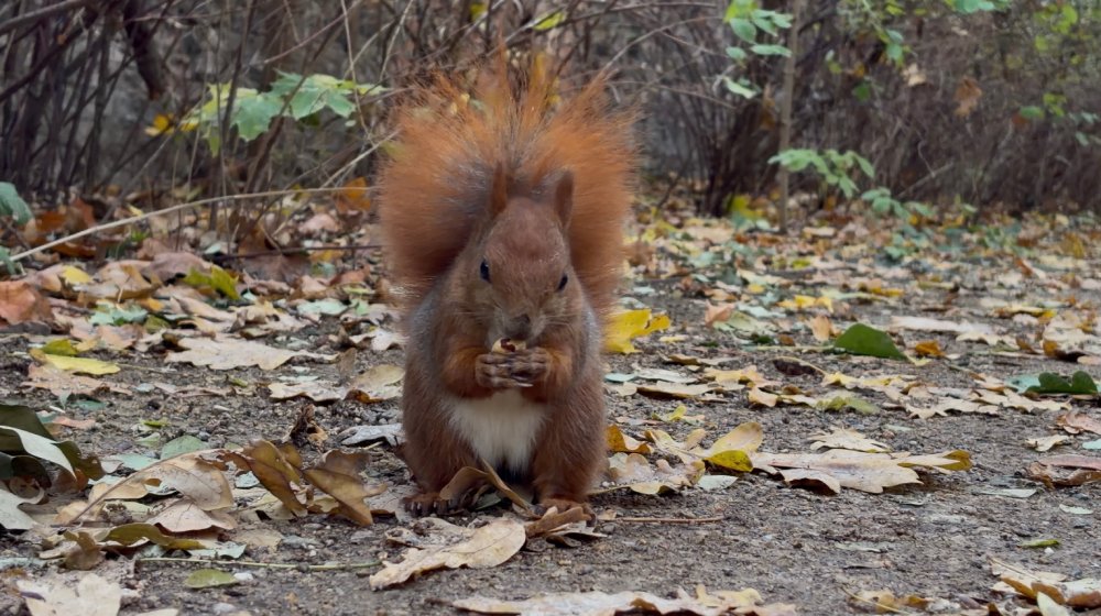 zbliżenie na wiewiórkę w parku jedzącą orzeszek