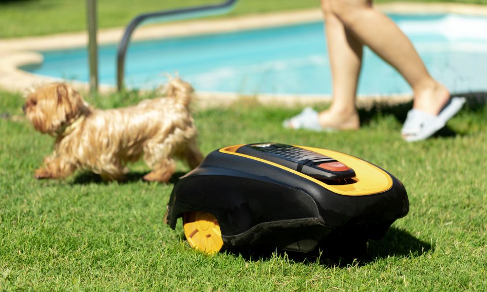 robot koszący trawnik pies york kobieta