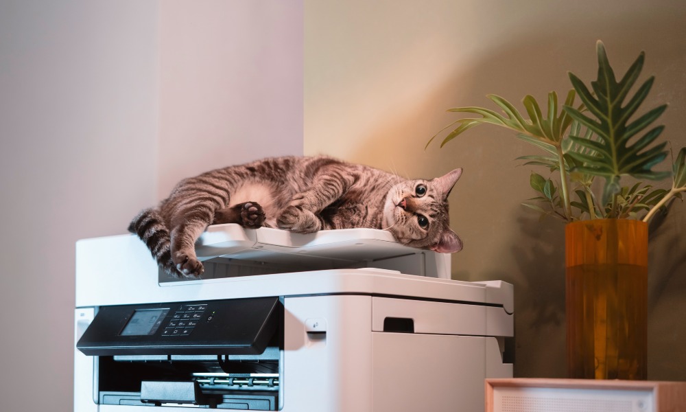 kot śpiący na drukarce