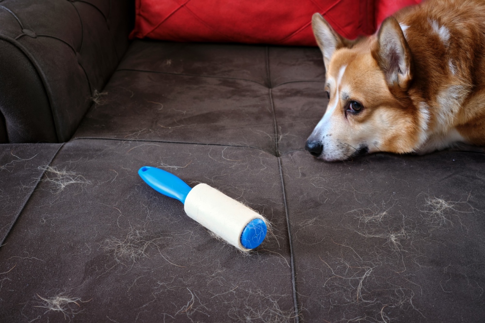 jak usunac siersc z kanapy