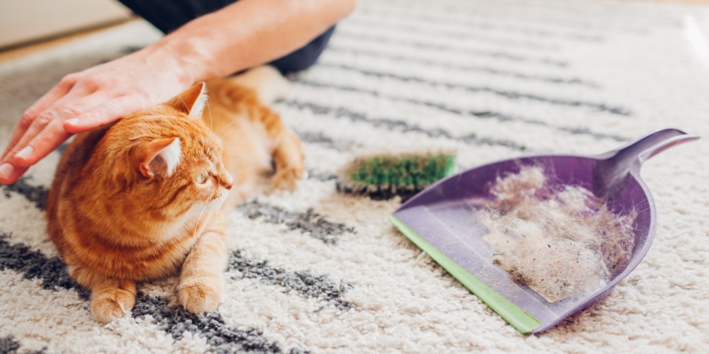 mężczyzna czyszczący dywan z sierści