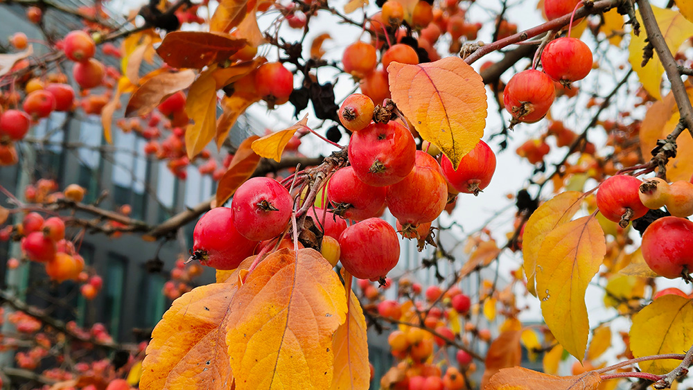 jarzębina na drzewie fotografia wykonana smartfonem motorola edge 70