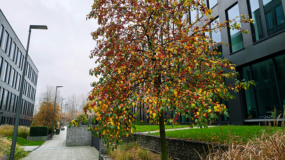 jesienne drzewo fotografia wykonana smartfonem motorola edge 70