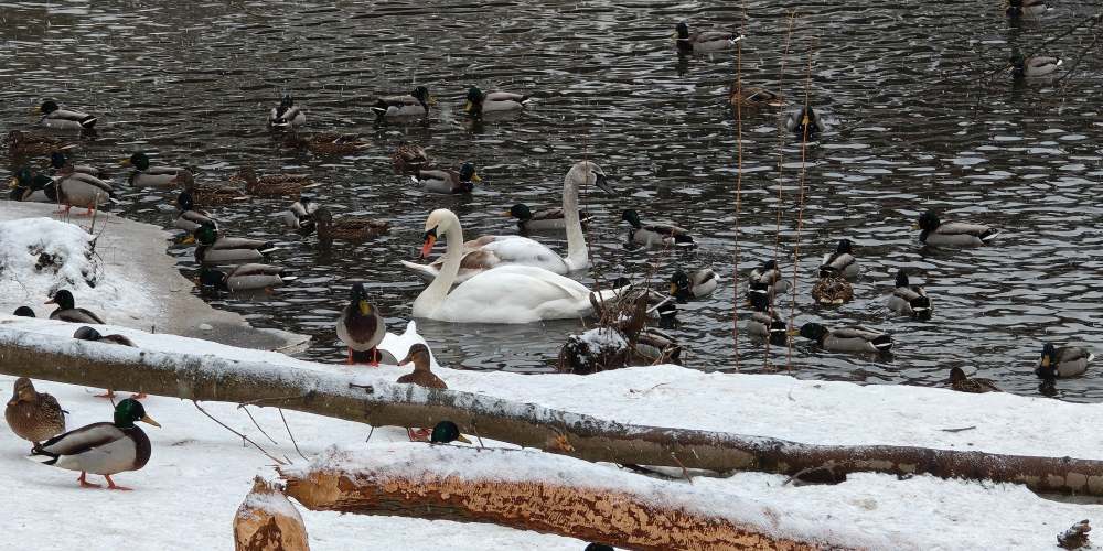 Łabędzie i kaczki pływające po rzece - zdjęcie z Motoroli Signature.