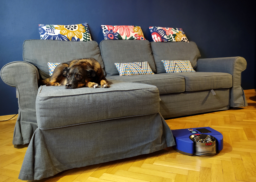 robot sprzatajacy dyson 360 vis nav odkurza dookola kanapy, na ktorej lezy pies