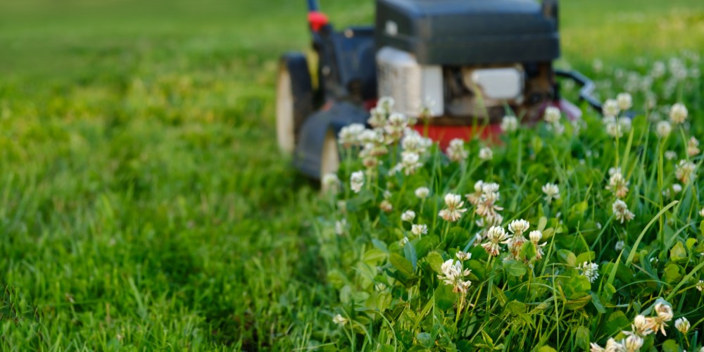 Koszenie koniczyny kosiarką