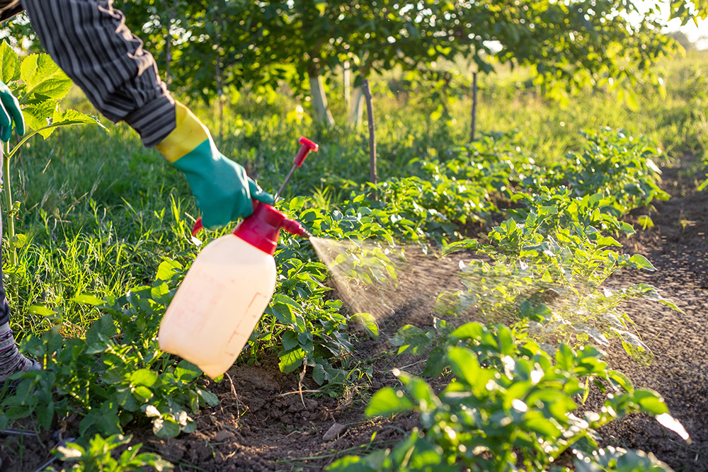 kiedy-pryskac-miedzianem-warzywa.