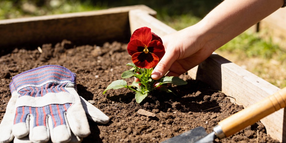 Ogrodnik sadzący bratki w ogrodzie