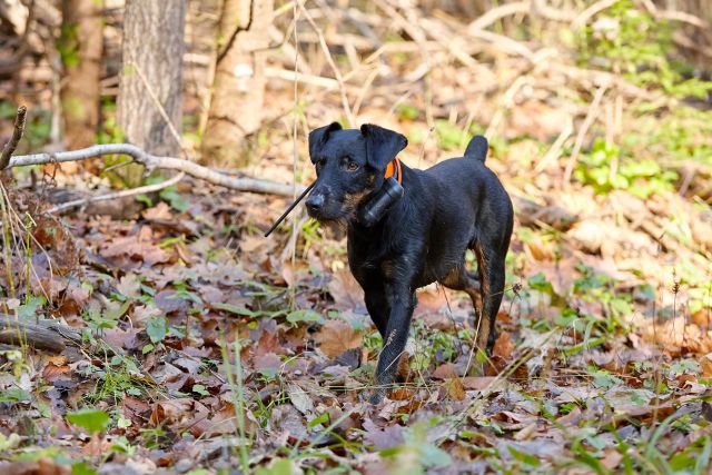 Czarny pies z obrożą GPS w lesie