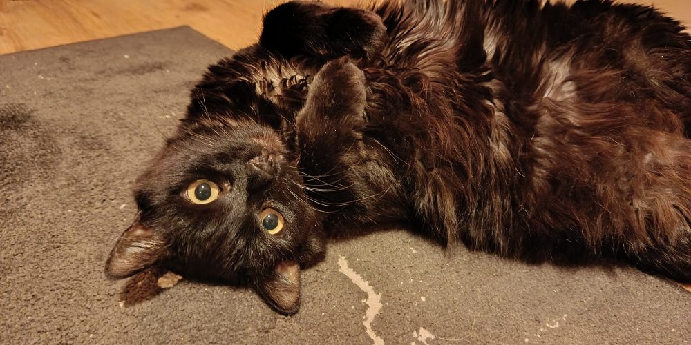 Zdjęcie czarnego kota leżącego na dywanie z telefonu xioami redmi note 15.