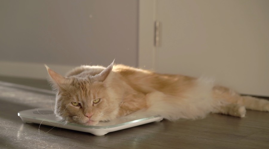 Ko leżący na wadze z pomiarem tkanki tluszczowej