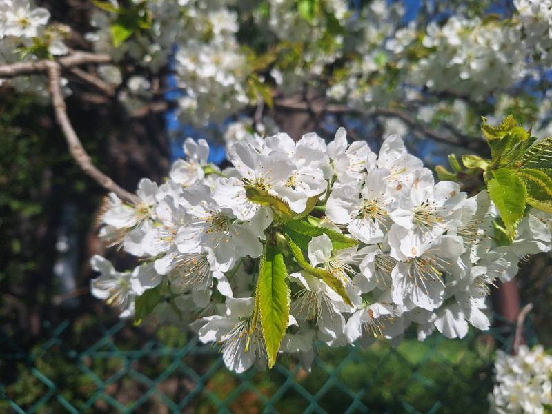 Zwykle zdaję się na „inteligencję” aparatu. W wypadku smartfona Samsung Galaxy A54 5G bardzo dobrze to zadziałało.