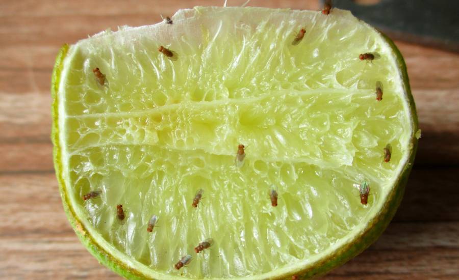 Mogą jednak rozprzestrzeniać drobnoustroje i patogeny z rozkładającej się żywności