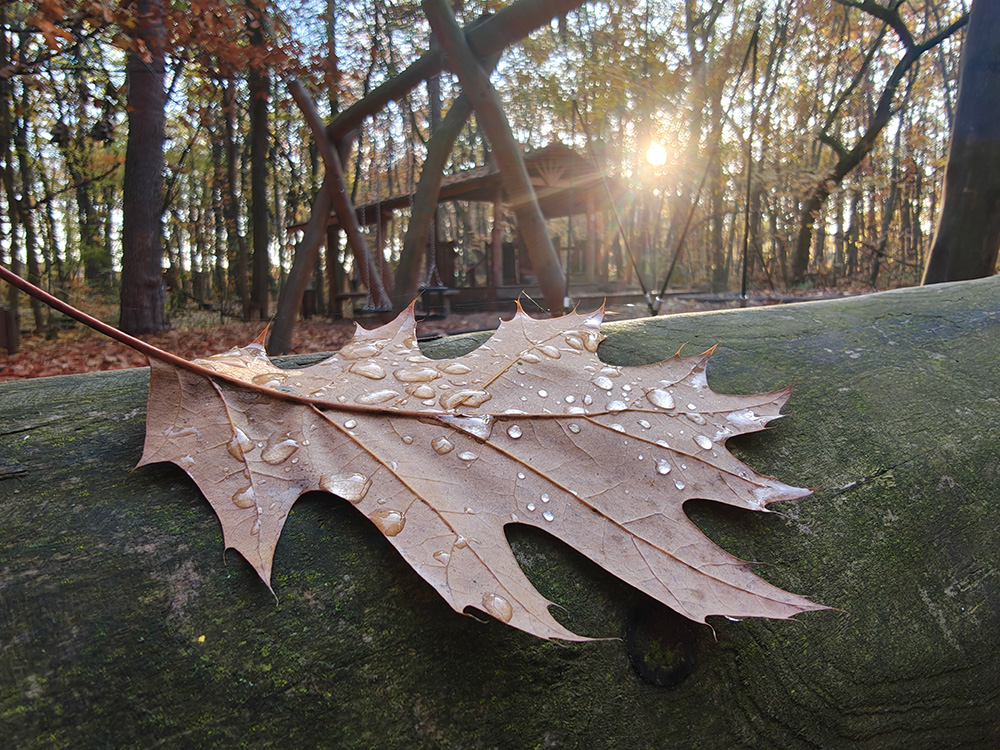 liść z kroplami wody na drewnianej barierce