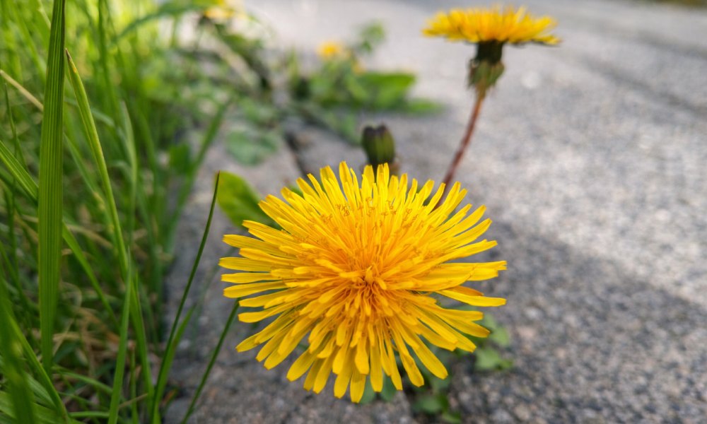 zdjęcie wykonane smartfonem motorola edge 70 fusion