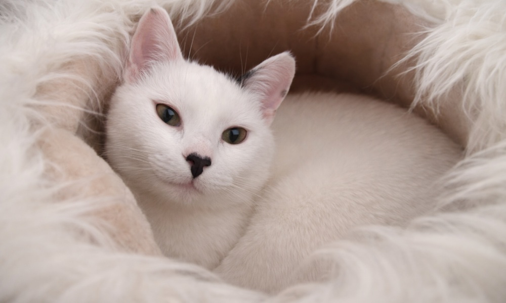 zdjęcie wykonane smartfonem motorola edge 70 fusion