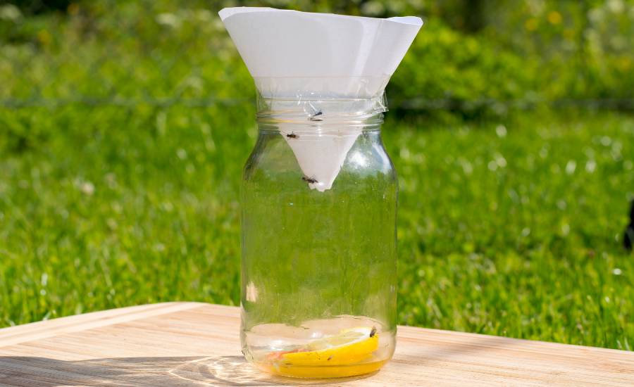 Szklana pułapka eko – w wysokim słoiku lub butelce umieść kilka plastrów cytryny, skrop je obficie syropem cukrowym. Kartkę papieru zwiń w lejek (powinien mieć mały, 2-milimetrowy, otwór wylotowy, a w środkowej lub w górnej części –przylegać do szyjki szklanego naczynia).