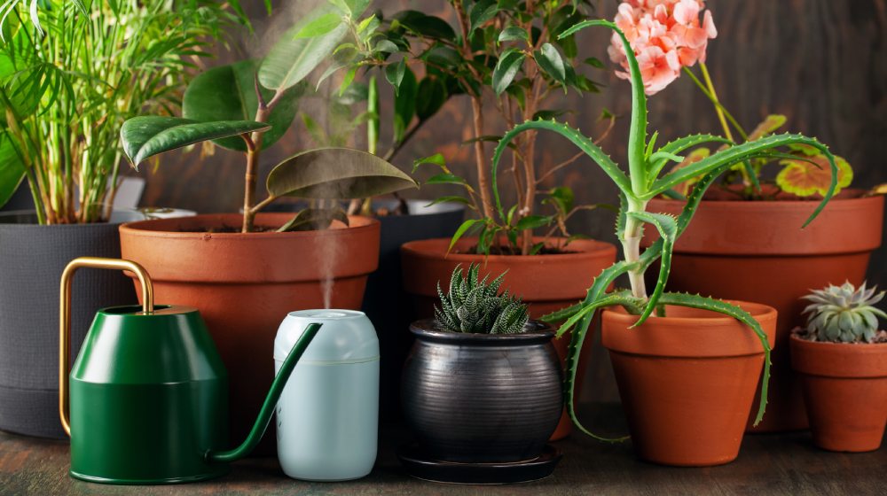 r&oacute;żne rośliny doniczkowe i mały, błękitny nawilżacz powietrza