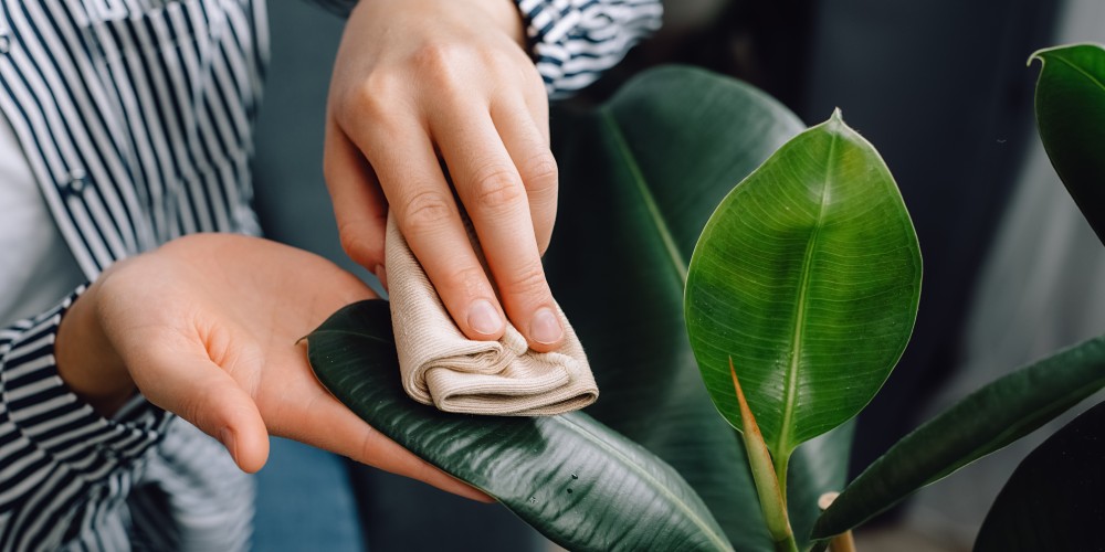 kobieta odkurza fikusa