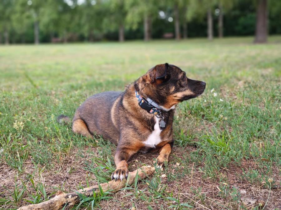 piekny portret psa zrobiony motorola razr 50 ultra