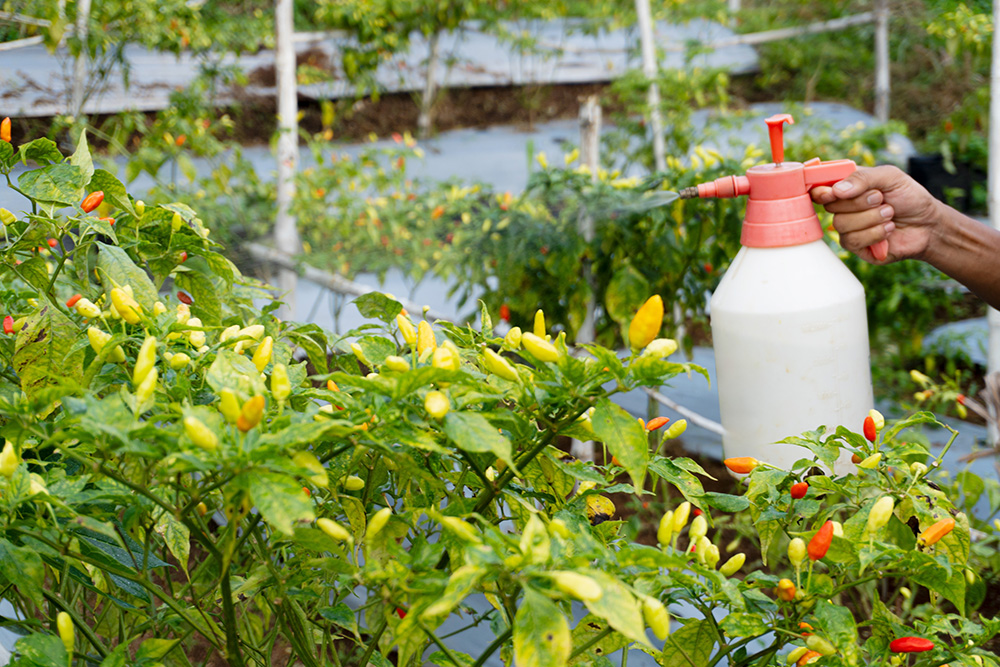 pryskanie-miedzianem-warzyw