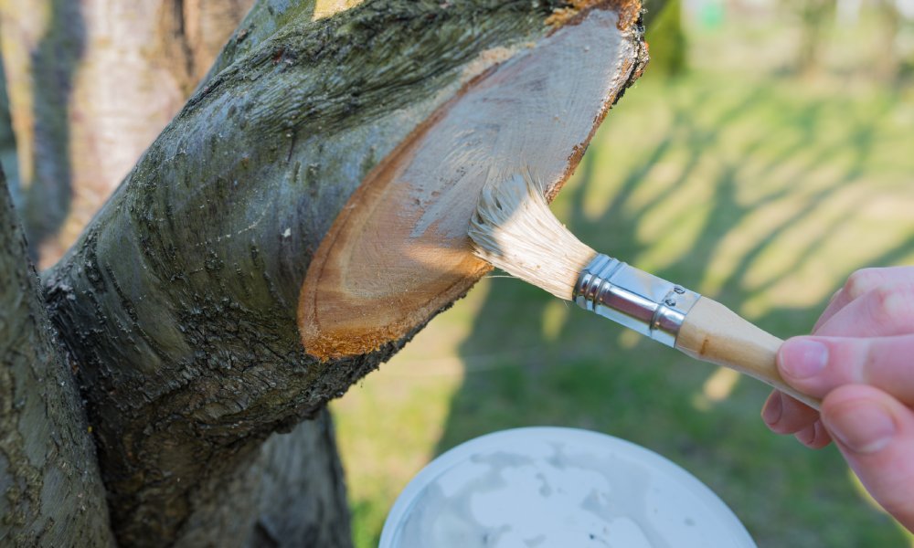 smarowanie maścią drzewa po ucięciu konara