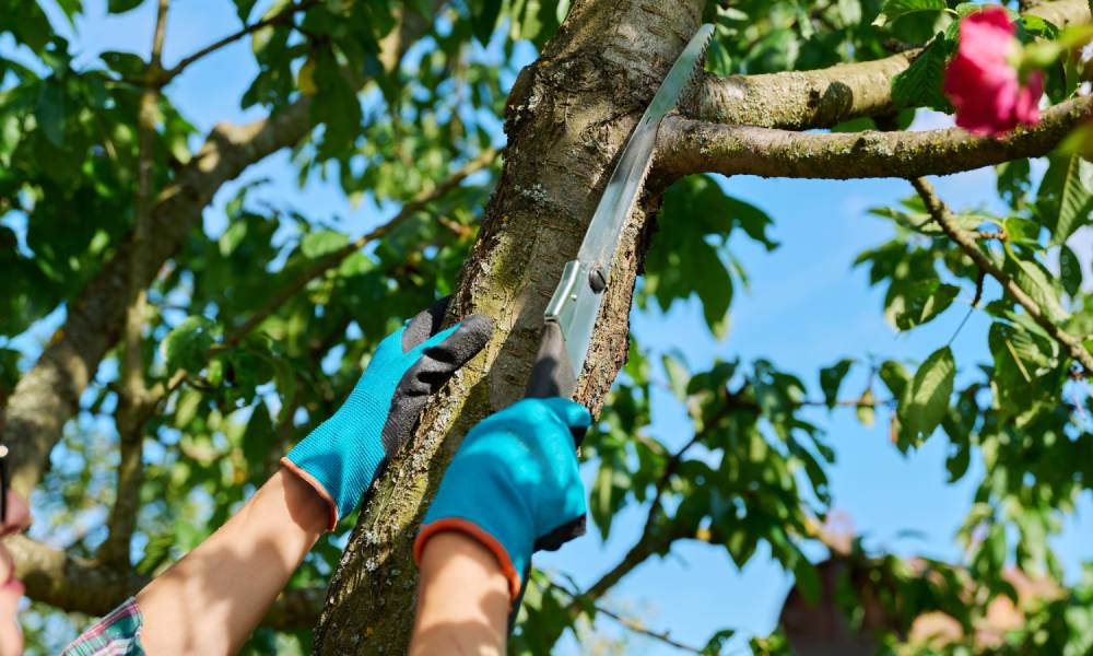 przycinanie drzewa owocowego piłą