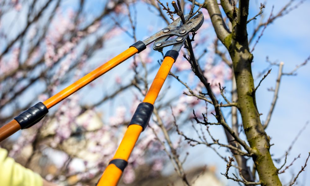 osoba przycina drzewo owocowe długim sekatorem